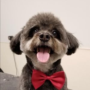 Meet your Posher, Dorian